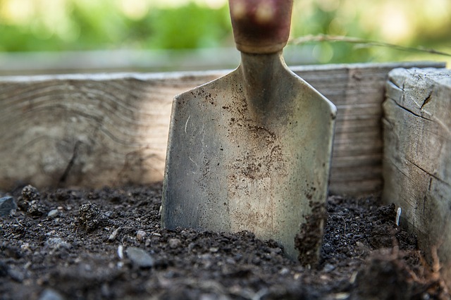 Ground Cover Plants – A Must For Every Garden! - Garden Spade