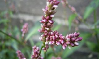 Ground Cover Plants – A Must For Every Garden! - Persicaria Affinis