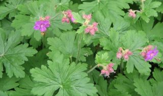 Ground Cover Plants – A Must For Every Garden! - Geranium macrorrhizum