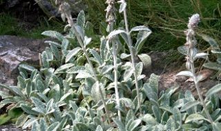 Ground Cover Plants – A Must For Every Garden! - Stachys byzantia 