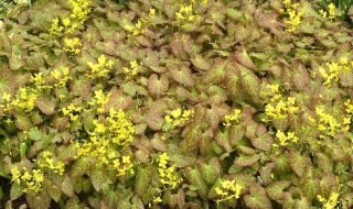 Ground Cover Plants – A Must For Every Garden! - Epimedium perralderianum