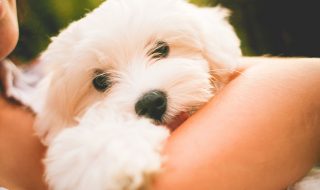 Is Your Garden Dog Friendly?