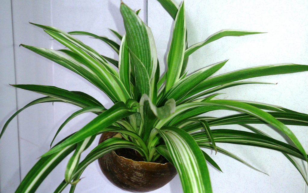 Turn Your Home Into An Urban Jungle - Spider Plant