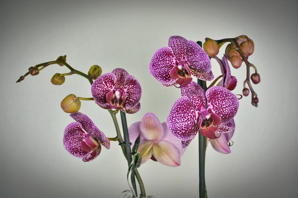 Turn Your Home Into An Urban Jungle - Orchid