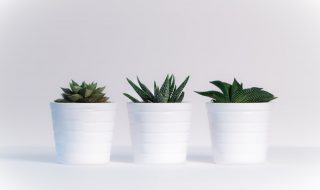 Turn Your Home Into An Urban Jungle - Succulent Plants