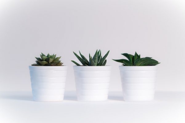 Turn Your Home Into An Urban Jungle - Succulent Plants