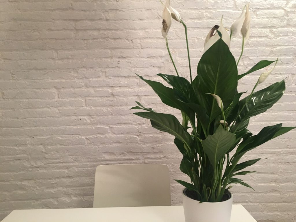 Turn Your Home Into An Urban Jungle - Peace Lilies