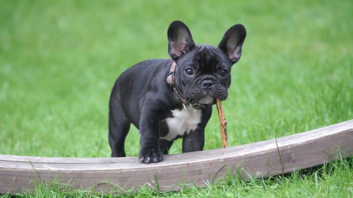 4 Ways To Pander To Your Pooches Needs - French Bulldog