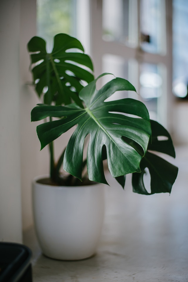 Interior Design Trends in 2019: 5 Awesome Ideas To Try - Rubber Plant