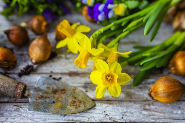 Bulbs To Plant Now For A Stunning Spring Display
