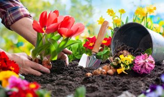 Planting spring flowers in the garden
