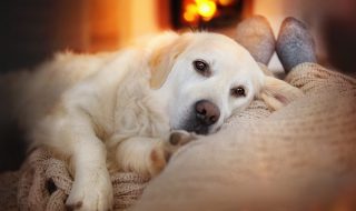 Dog warm by the fire with owner