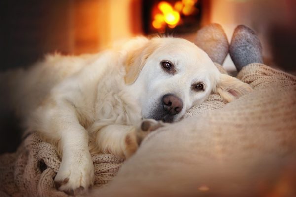 Dog warm by the fire with owner