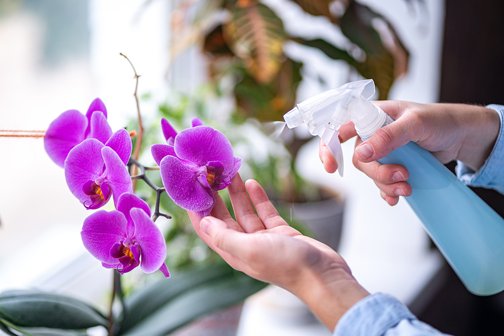 Woman sprays orchid plants