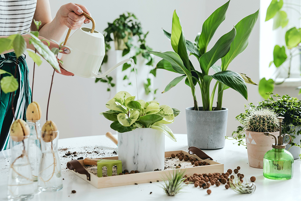 Women water plants with watering can