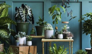 House plant display with blue painted wall.