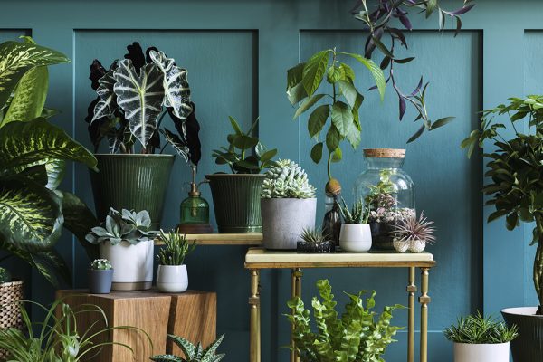 House plant display with blue painted wall.