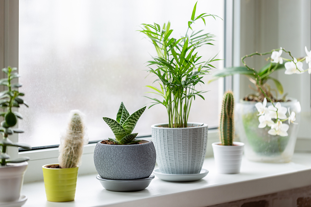 Plants in pots on window sill.