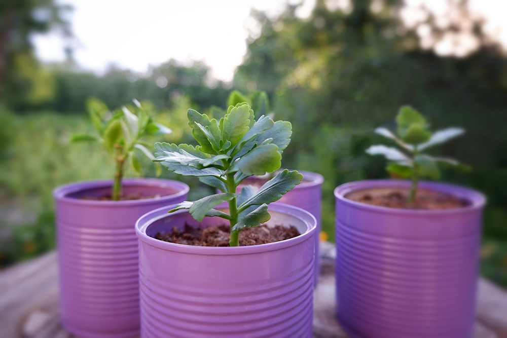 Old tin cans painted purple and used as plant pots 